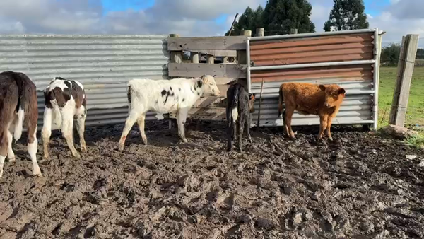 Lote TERNEROS Y TERNERAS