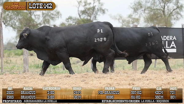 Lote LOTE 142 - VIVO