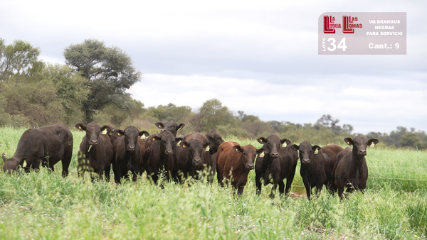 Lote VAQUILLONAS PARA SERVICIO BRANGUS NEGRAS