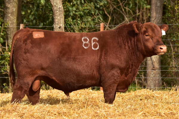 43805 — TOROS ANGUS PC