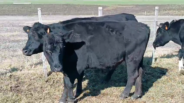 Lote 3 Novillos Cruzas en Ruta 23 Km 120