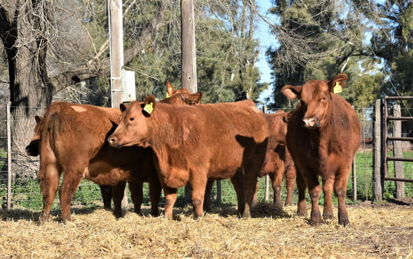 Lote "Cabaña ""La Marianita"" Vaquillonas PC"
