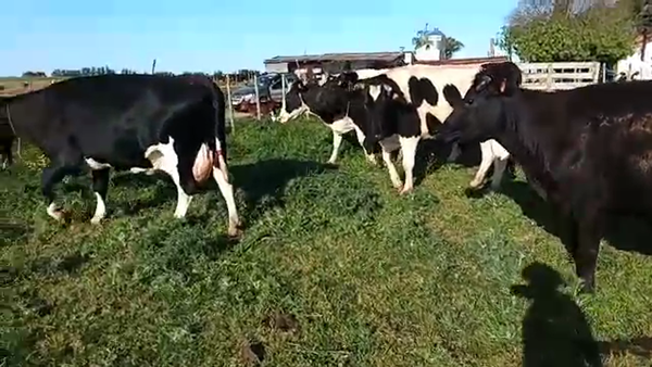 Lote 6 Vacas de Invernada HOLANDO 630kg - , San José