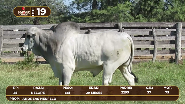Lote Lote 19