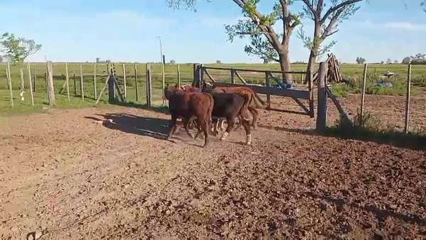 Lote 6 Terneros Cruzas en Sunchales, Santa Fe