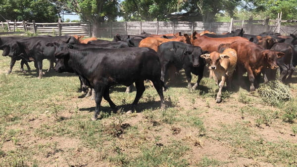 Lote 110 Terneros en Gral. Lucio V. Mansilla, Formosa
