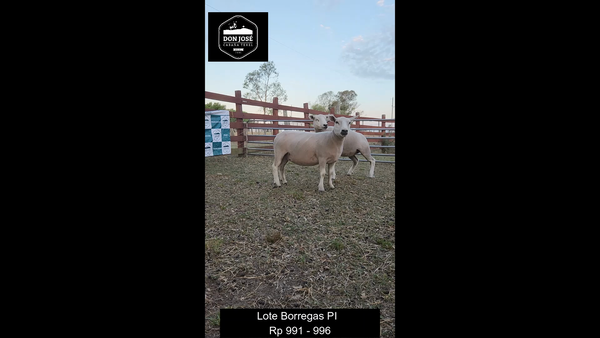 Lote HEMBRAS - LOTE 1