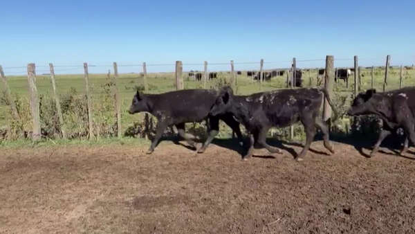 Lote 90 TERNS. MACHOS Y HEMBRAS, EN LINCOLN, BS. AS.