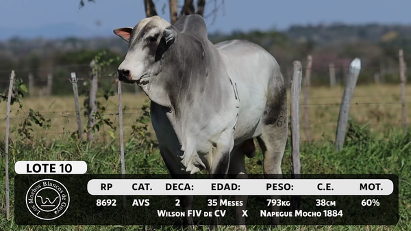 Lote LOTE 10