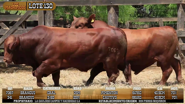 Lote LOTE 130