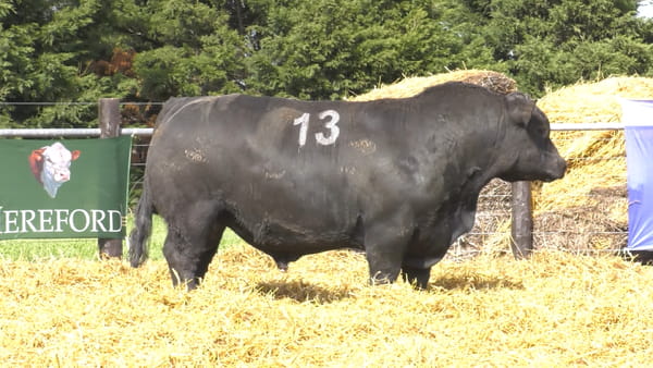 13 -  40410N — TOROS ANGUS PURO CONTROLADO