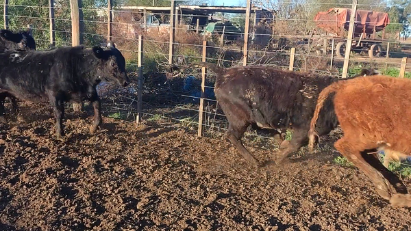 Lote 20 Terneros/as Britanicos en Devoto, Córdoba