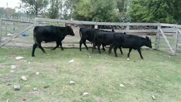 Lote TERNEROS/AS
