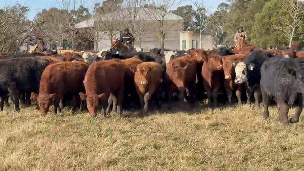 Lote 110 Terneros