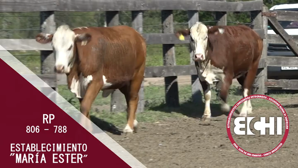 Lote VAQUILLAS P/SERV. BRAFORD CABAÑA MARIA ESTER