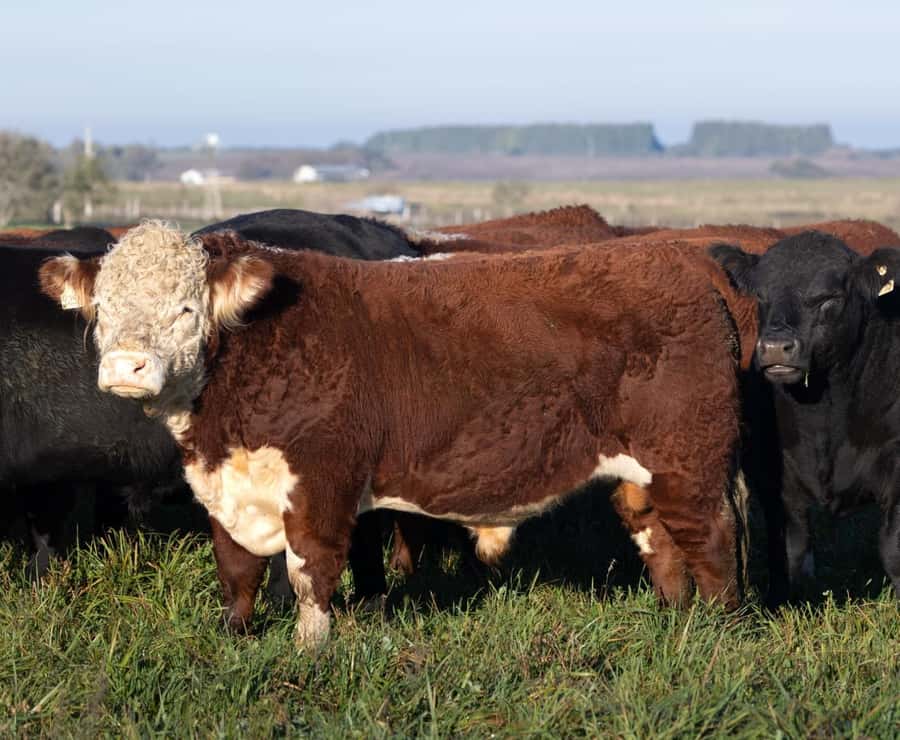Recorrido de Invierno 2026