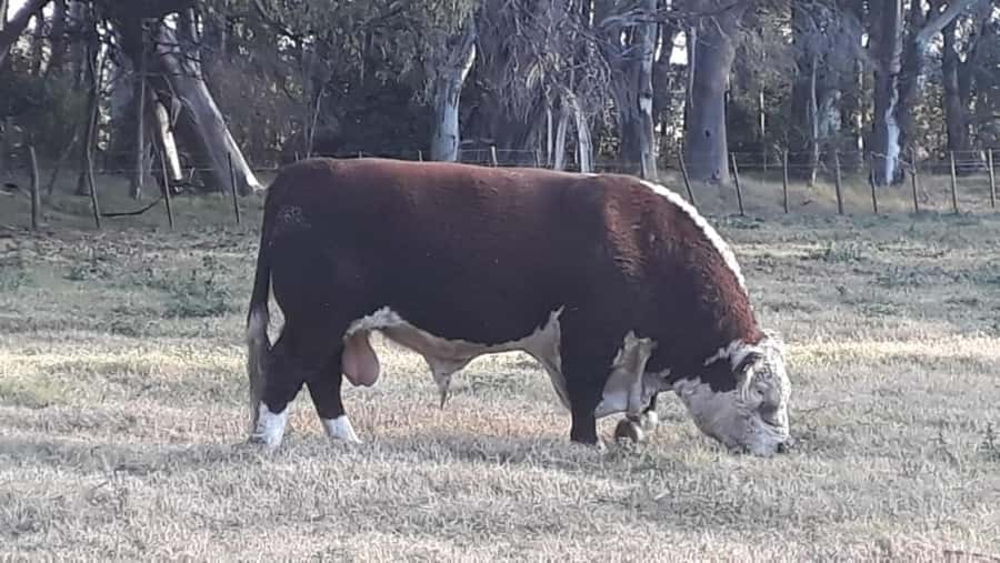Dosis de Semen Jotabe X4691 "Top Gun"
