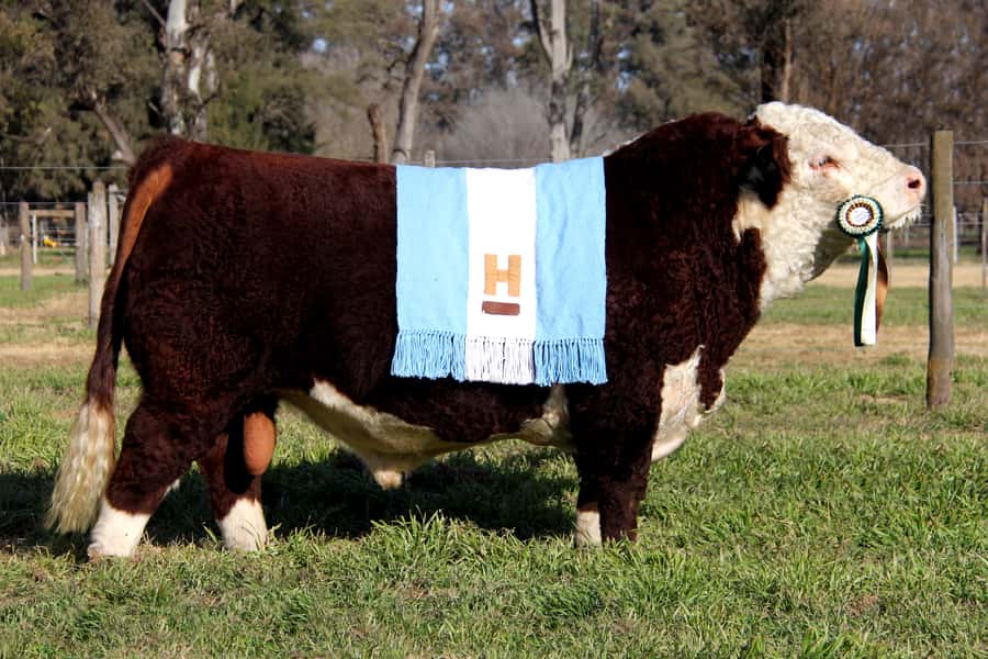 Dosis de Semen Jotabe X5905 "Taco""