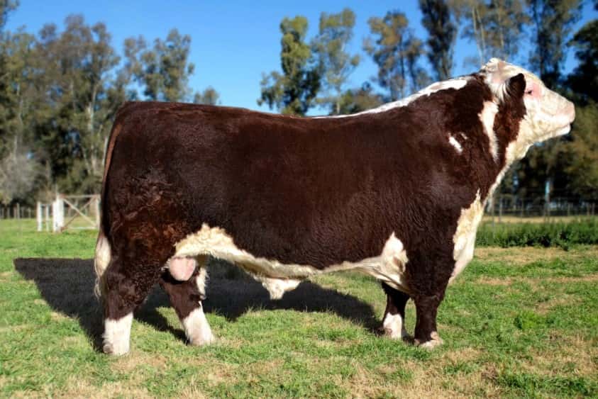 Dosis de Semen Jotabe X4167 "Tropero"