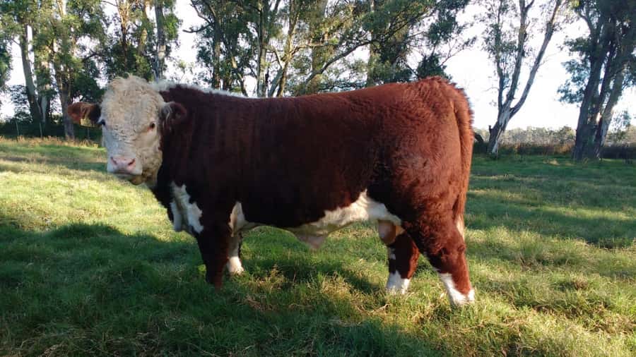 Dosis de Semen Jotabe X5223 "GAUCHO"