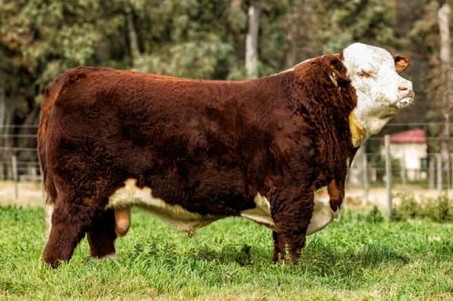 Dosis de Semen Jotabe X3841 "Erico"