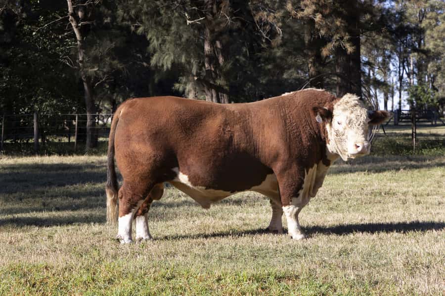 Dosis de Semen Jotabe X5637 "Poderoso""