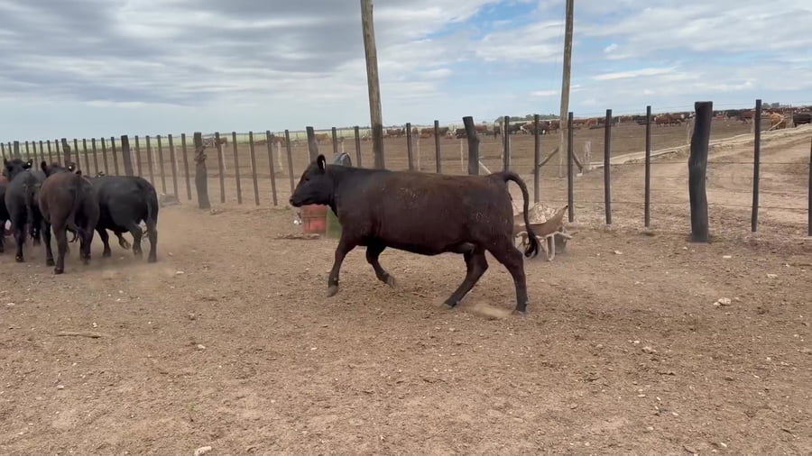 Lote 25 vaquillonas