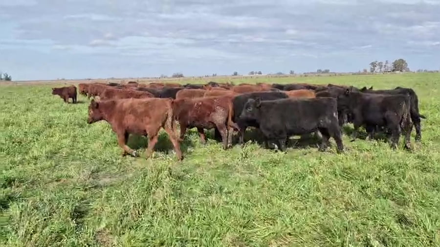 Lote 65 terneros/as