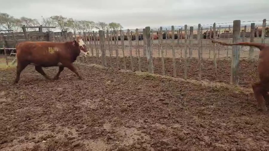 Lote 9 vaquillonas