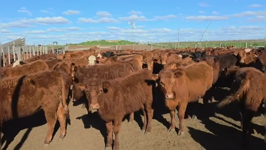 Lote 120 terneras
