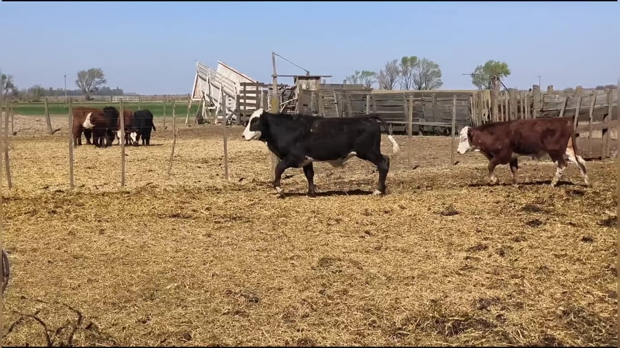 Lote 40 terneros