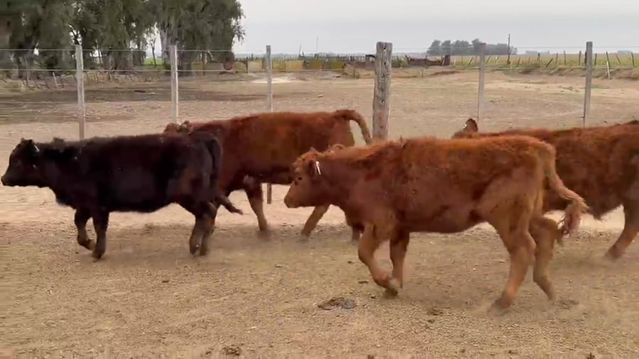 Lote 25 terneros/as