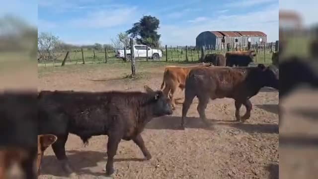 Lote 20 terneros