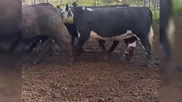 Lote 41 novillos