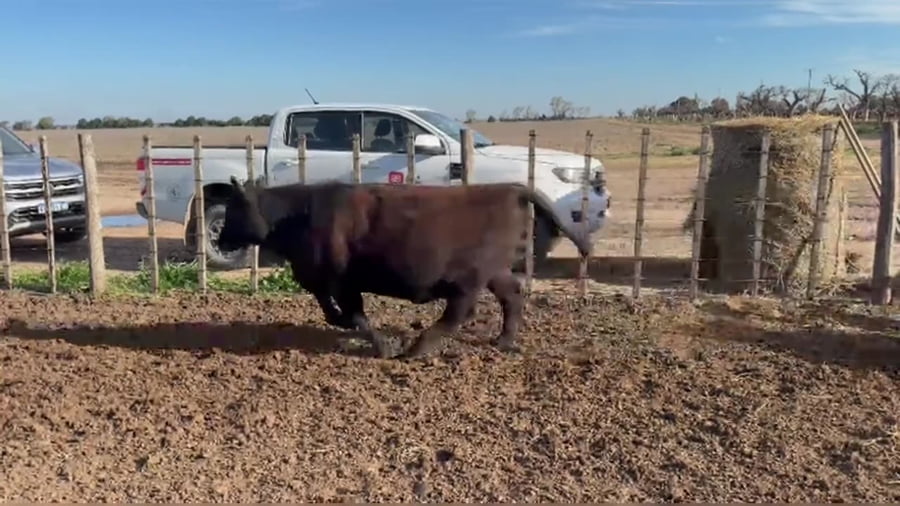 Lote 50 vaquillonas
