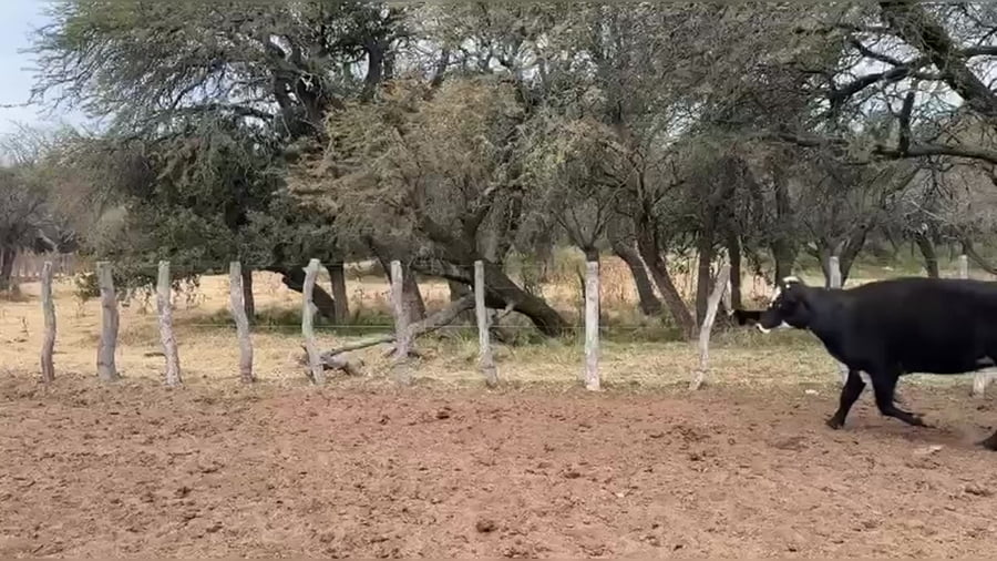 Lote 29 vacas preñadas