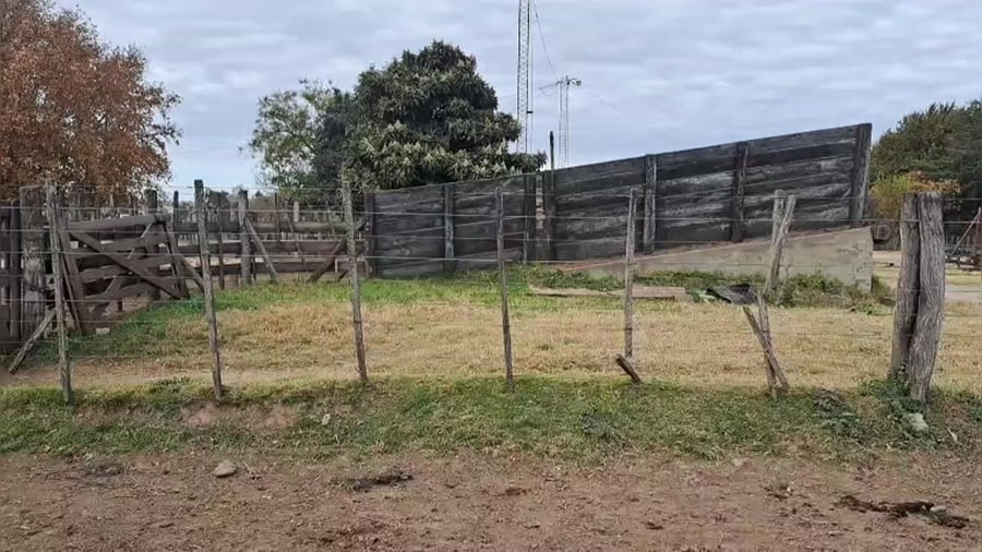 Lote 60 terneros/as