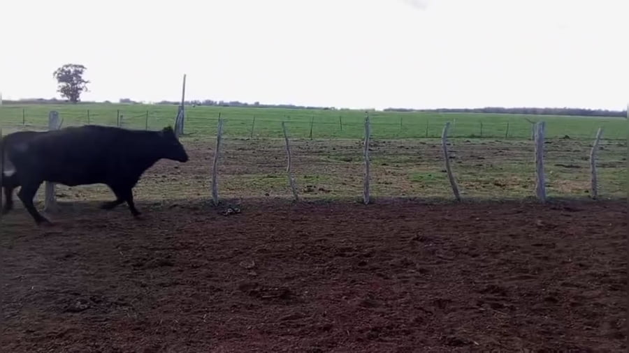 Lote 18 vacas vacías