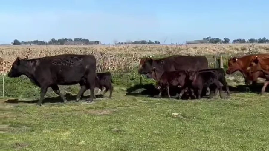 Lote 26 vacas usadas con cría