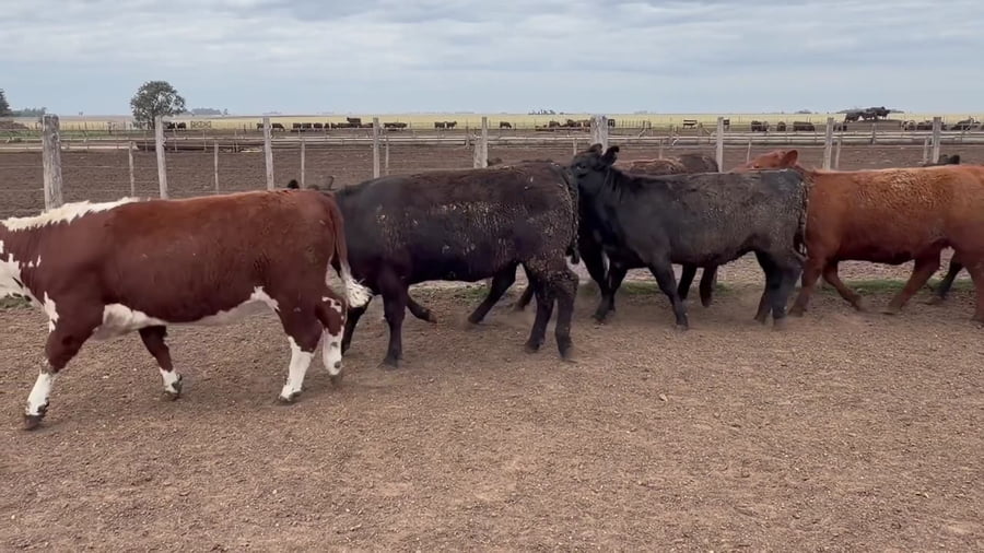 Lote 32 vaquillonas
