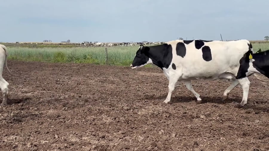 Lote 22 vacas