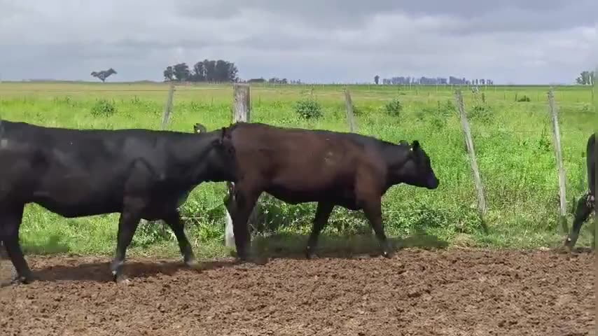 Lote 6 vaquillonas