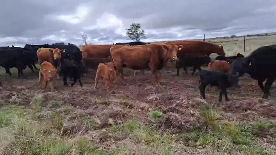 Lote 70 terneros/as