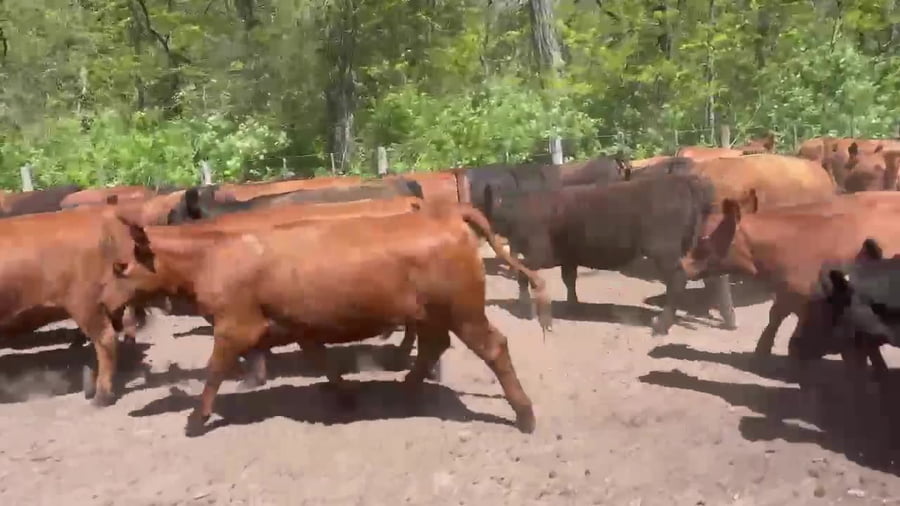 Lote 70 vaquillonas para servicio