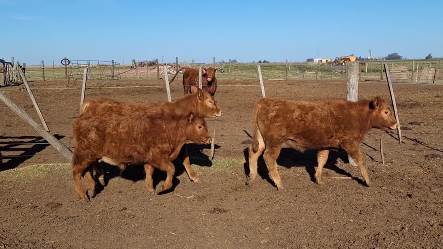Lote 5 terneros