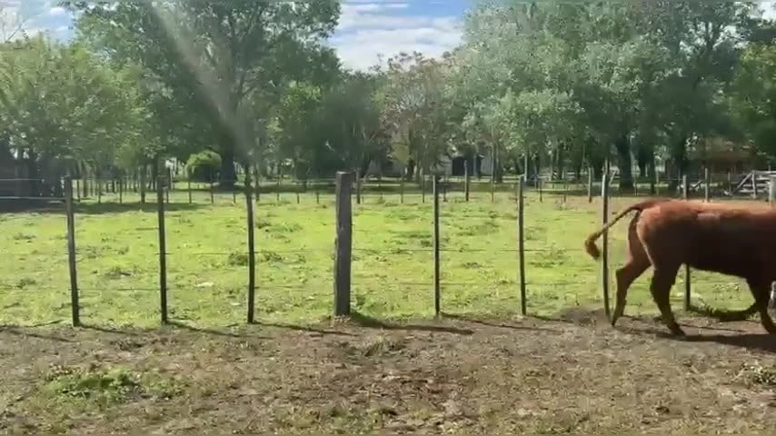 Lote 16 vaquillonas para servicio
