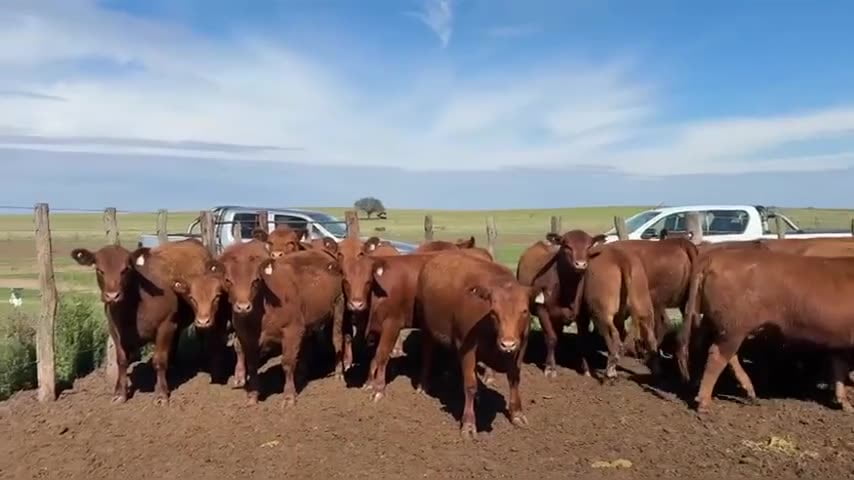 Lote 86 vaquillonas para servicio