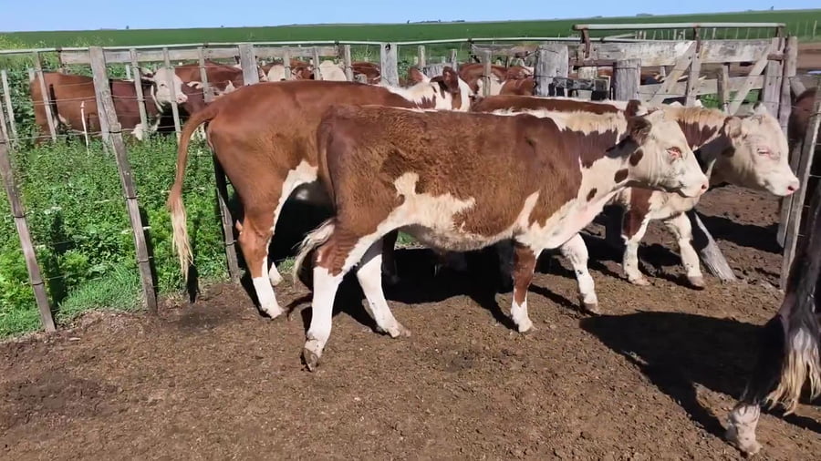 Lote 22 novillitos/vaquillonas