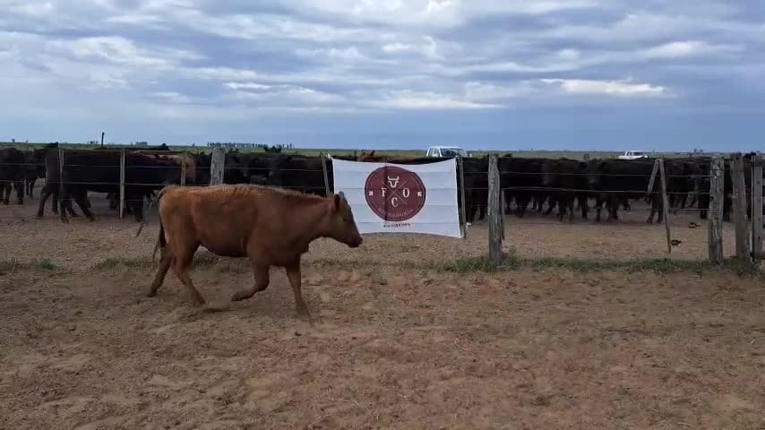 Lote 30 vaquillonas