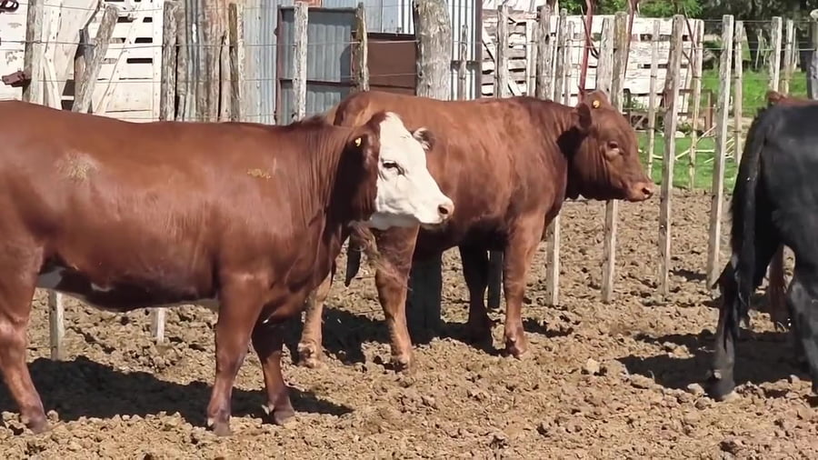 Lote 15 vaquillonas